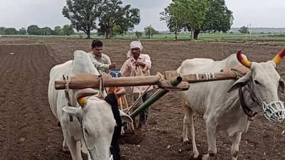 राज्यात पावसाची गती मंदावली, पाऊस घेणार ब्रेक, कृषी विभागाचा शेतकऱ्यांना महत्वाचा सल्ला