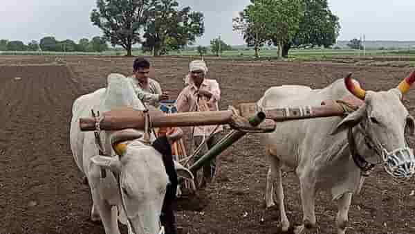 राज्यात पावसाची गती मंदावली, पाऊस घेणार ब्रेक, कृषी विभागाचा शेतकऱ्यांना महत्वाचा सल्ला