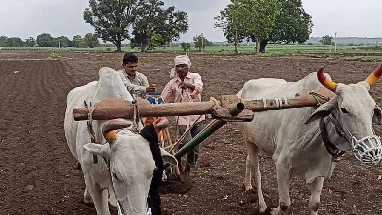 राज्यात पावसाची गती मंदावली, पाऊस घेणार ब्रेक, कृषी विभागाचा शेतकऱ्यांना महत्वाचा सल्ला