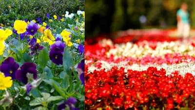 पावसाळ्यात ‘या’ फुलांचे झाडे लावा, बाल्कनी रंगीबेरंगी बनवा