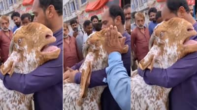 VIDEO: ईदसाठी बाजारात विक्रीला आणलेला बोकड मालकाला मिठी मारून हुंदके देत ढसाढसा रडला; सगळ्यांच्याच डोळ्यात पाणी