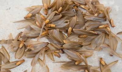 पावसातील किटकांना असे दूर पळवा, घरातच तयार करा हा झटपट स्प्रे