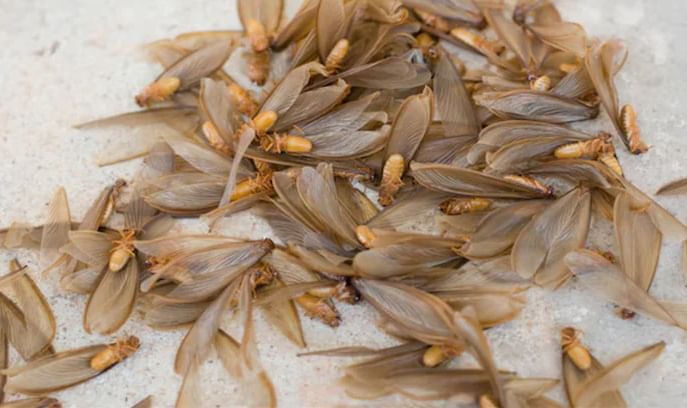 पावसातील किटकांना असे दूर पळवा, घरातच तयार करा हा झटपट स्प्रे