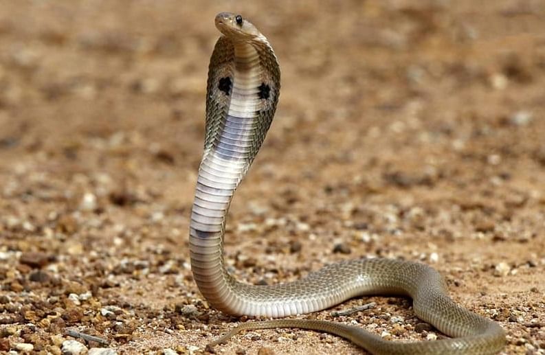 इंडियन कोब्रा (Indian Cobra Snake) - कोब्राला नाग म्हणतात.त्याची पिल्ले जरी चावली तर त्यांच्या दंशाने मृत्यू निश्चित होतो. कोब्राच्या दंशाने मेंदू आणि मज्जासंस्था प्रभावित होते. ज्याने श्वास घेण्यास त्रास होतो. चक्कर येणे, घाबरल्यासारखे होणे किंवा माणूस बेशुद्ध होतो. काही तासांत शरीरात विष भिनल्याने माणूस मरू शकतो.  