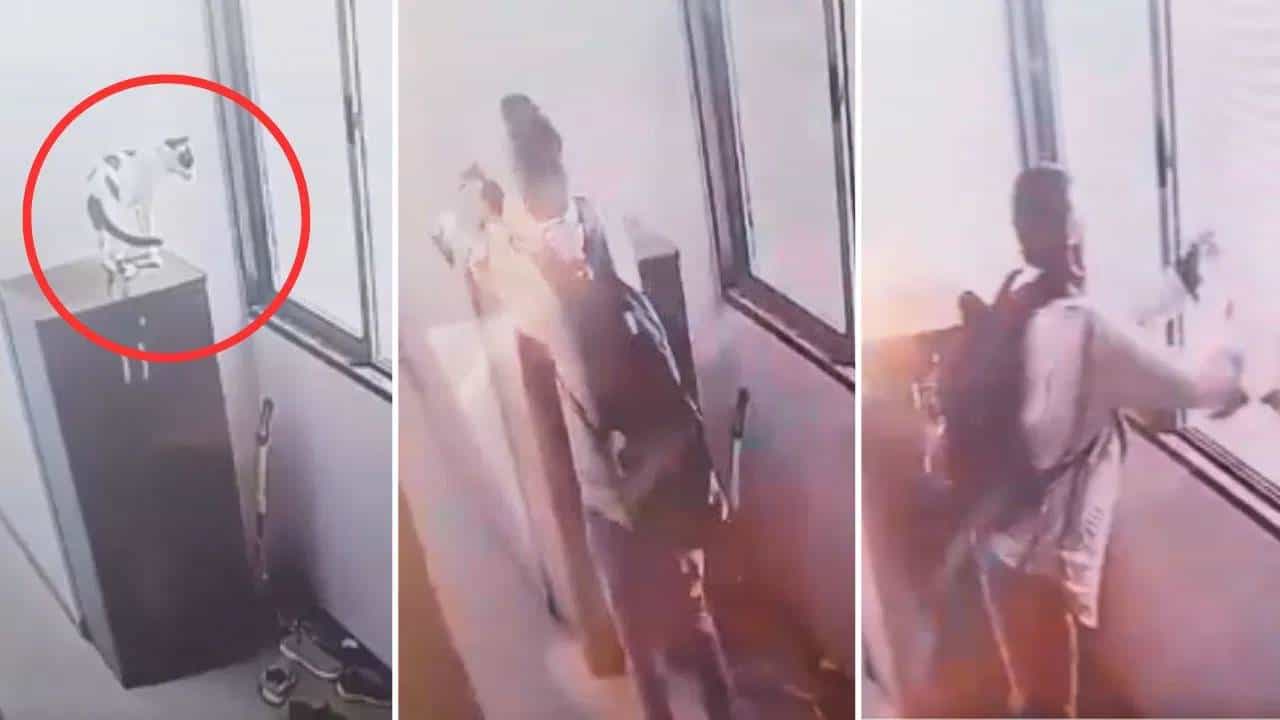 Mumbai Crime : क्रूरतेचा कळस ! त्याने मांजराला चक्क 9 व्या मजल्यावरून फेकलं, शॉकिंग CCTV फुटेज व्हायरल