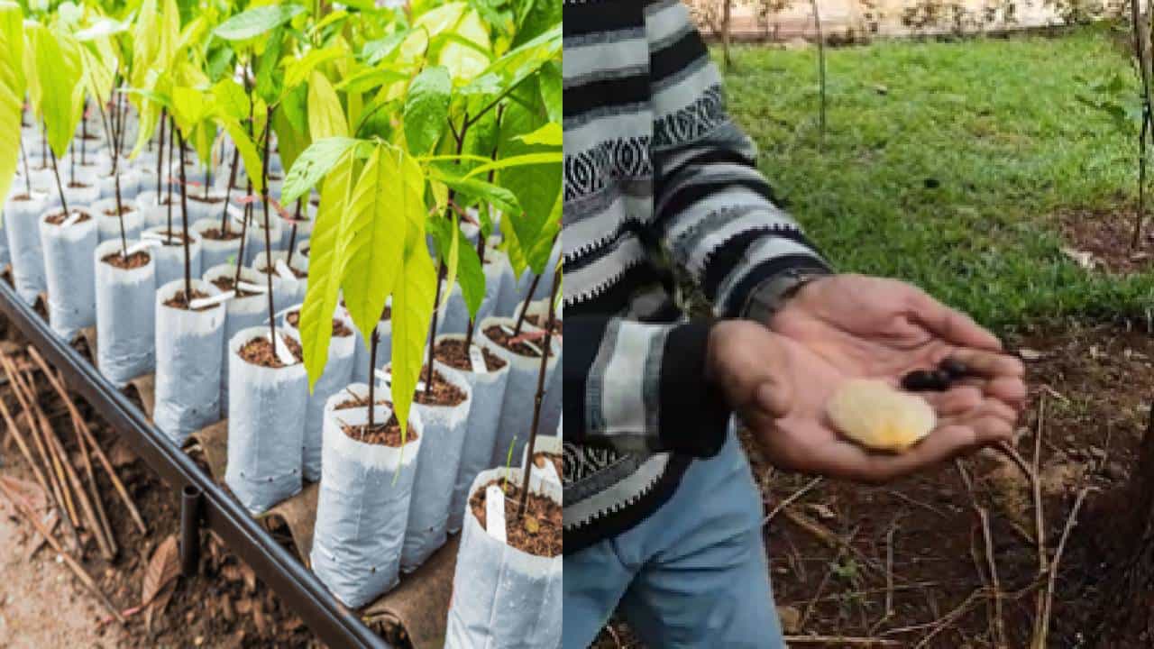 World Environment Day : आंब्याची कोय फेकून देण्याआधी ही बातमी एकदा वाचा