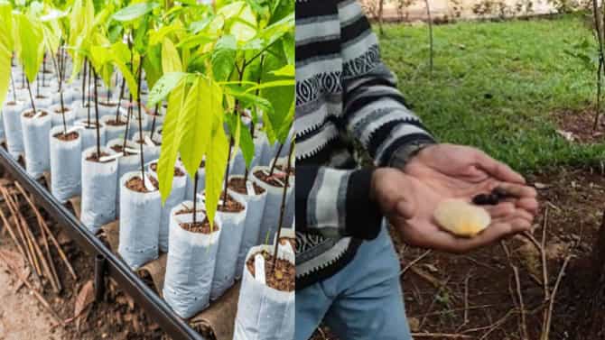 World Environment Day : आंब्याची कोय फेकून देण्याआधी ही बातमी एकदा वाचा