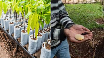 World Environment Day : आंब्याची कोय फेकून देण्याआधी ही बातमी एकदा वाचा