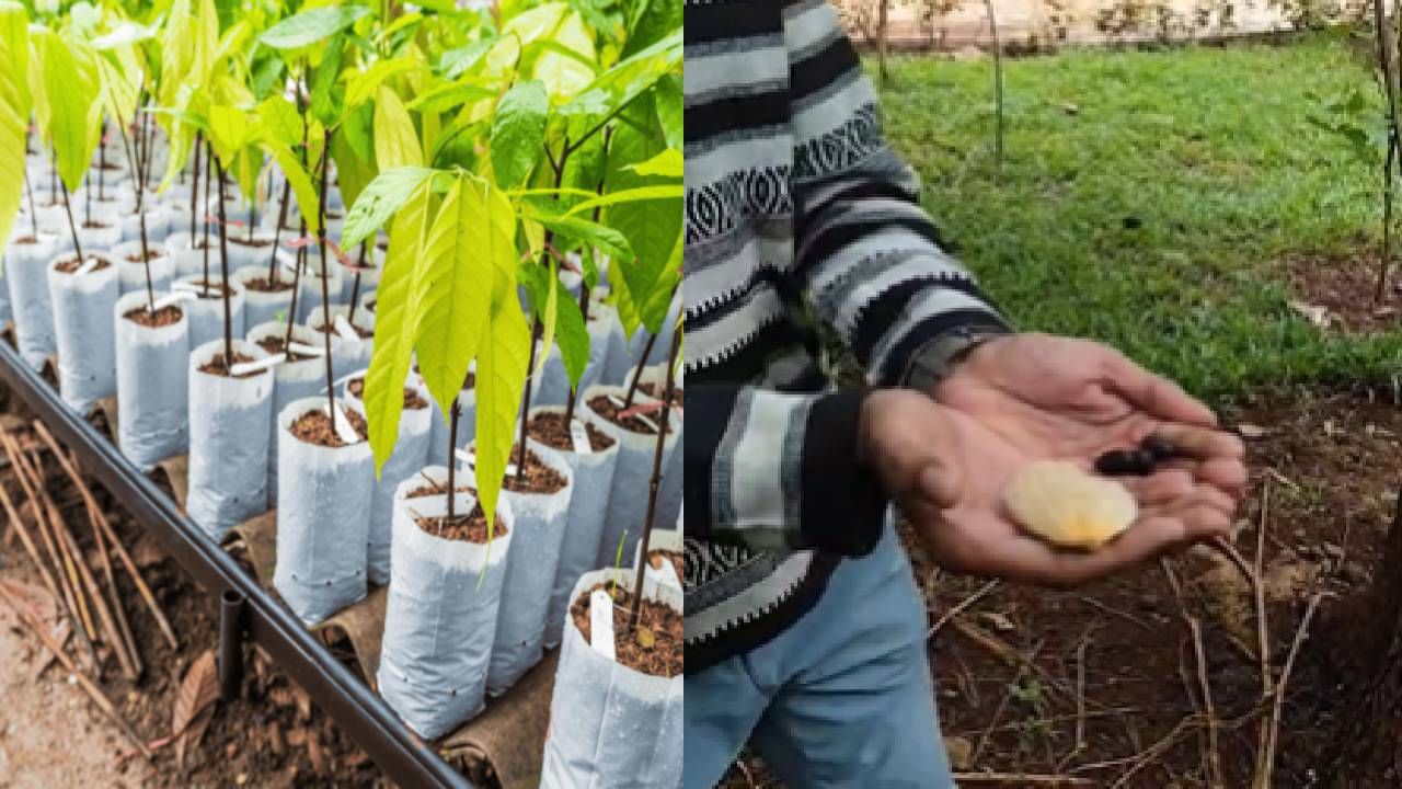 World Environment Day : आंब्याची कोय फेकून देण्याआधी ही बातमी एकदा वाचा World Environment Day : आंब्याची कोय फेकून देण्याआधी ही बातमी एकदा वाचा