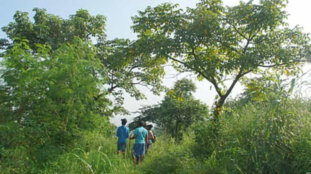 Mumbai Crime News : त्वचेचा कॅन्सर असलेल्या आजीला जंगलात फेकलं, नराधम नातवाश तिघांना अटक Mumbai Crime News : त्वचेचा कॅन्सर असलेल्या आजीला जंगलात फेकलं, नराधम नातवाश तिघांना अटक