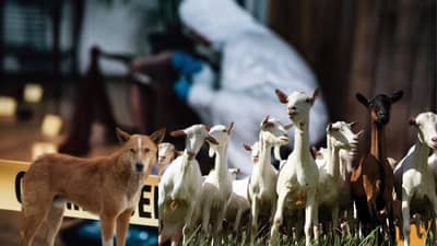 ना CCTV फुटेज, ना साक्षीदार, बकरी आणि 2 कुत्र्यांनी सोडवली मर्डर मिस्ट्री,पोलिसही हैराण