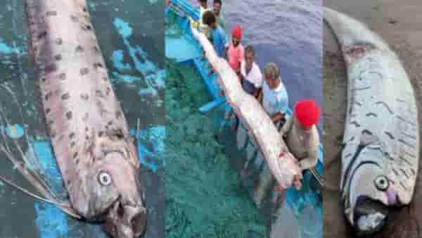 Doomsday Fish : देशावर मोठे संकट कोसळणार? तामिळनाडूत आढळला प्रलयाचे संकेत देणारा तो मासा, आता काय होणार?