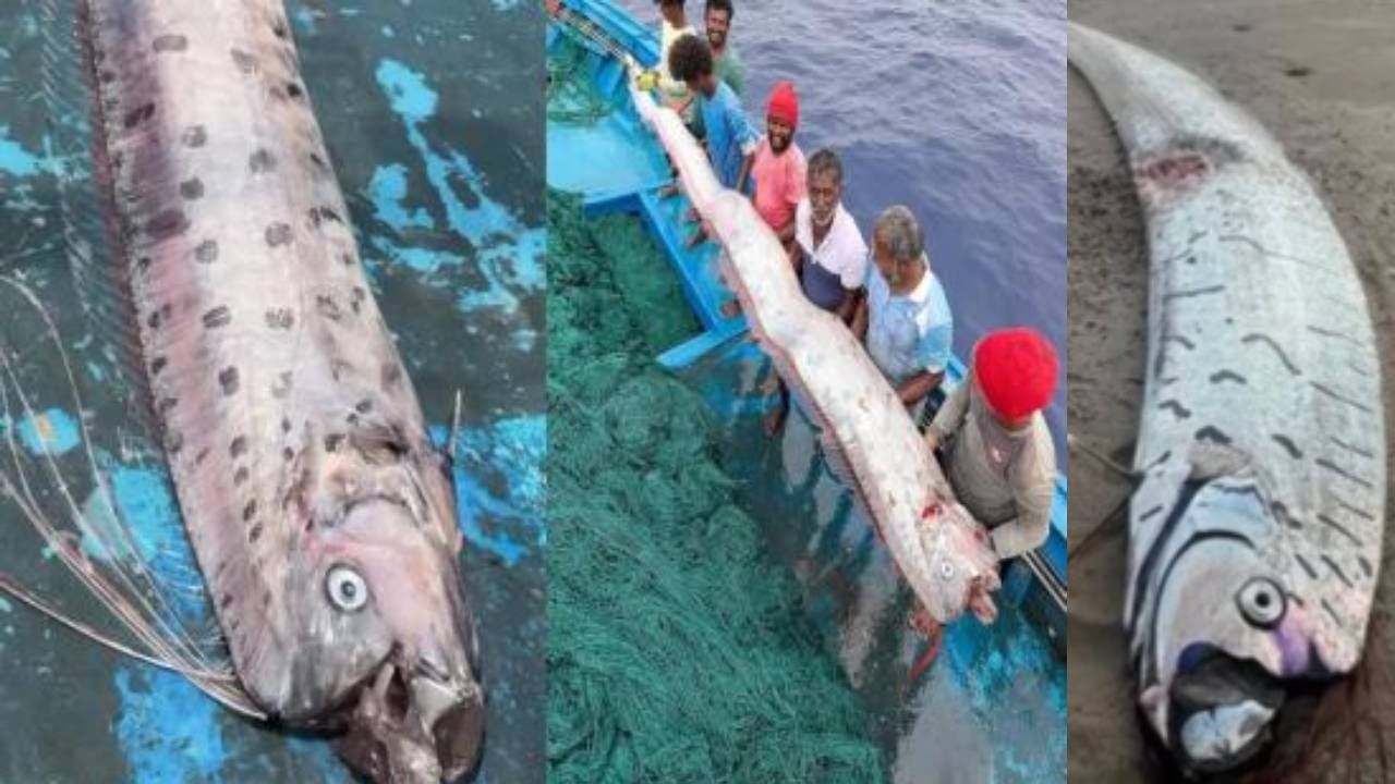 Doomsday Fish : देशावर मोठे संकट कोसळणार? तामिळनाडूत आढळला प्रलयाचे संकेत देणारा तो मासा, आता काय होणार? Doomsday Fish : देशावर मोठे संकट कोसळणार? तामिळनाडूत आढळला प्रलयाचे संकेत देणारा तो मासा, आता काय होणार?