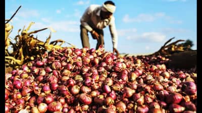 Onion Price : कांदा पुन्हा रडवणार? किंमती गगनाला भिडणार, पावसाने केला मोठा खेळ