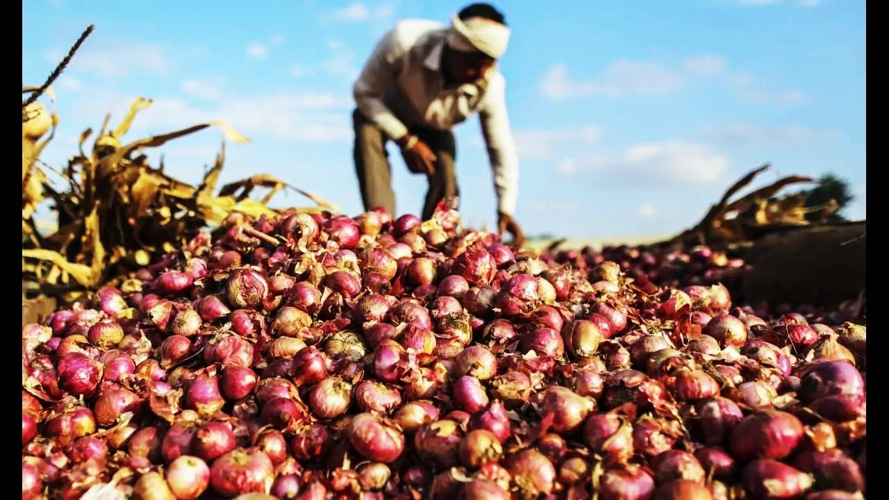 Onion Price : कांदा पुन्हा रडवणार? किंमती गगनाला भिडणार, पावसाने केला मोठा खेळ