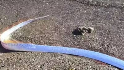 जगावर येणार मोठं संकट, त्या माशानं दोन ठिकाणी दिले संकेत; ती भयंकर भविष्यवाणी खरी ठरणार?