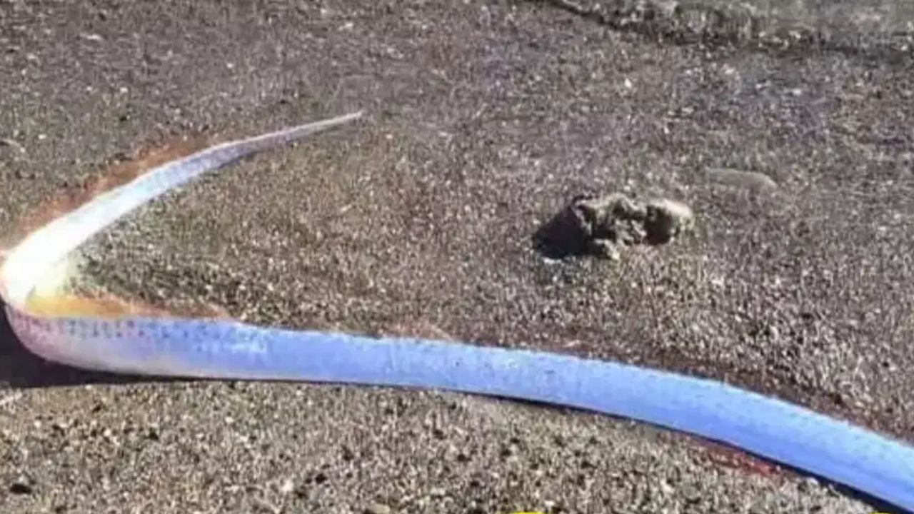 जगावर येणार मोठं संकट, त्या माशानं दोन ठिकाणी दिले संकेत; ती भयंकर भविष्यवाणी खरी ठरणार? जगावर येणार मोठं संकट, त्या माशानं दोन ठिकाणी दिले संकेत; ती भयंकर भविष्यवाणी खरी ठरणार?