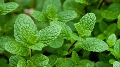 पावसाळ्यात पुदिन्याची पाने बरेच दिवस ताजी ठेवण्यासाठी या पाच ट्रिक्सचा करा अवलंब