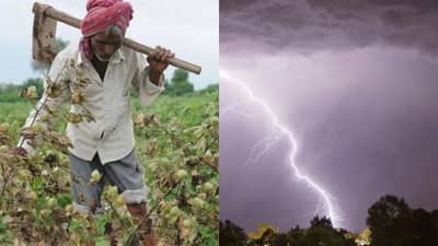 कपाशीवर मोठं संकट, हवामान खात्याचा इशारा काय?; पाऊस येणार की ब्रेक घेणार?