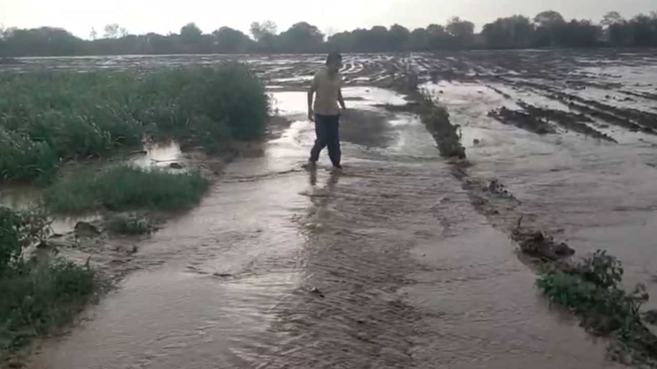 छत्रपती संभाजीनगरमधील वैजापूर तालुक्यात मुसळधार पाऊस झाला. तालुक्यातील जमनवाडी शिवारात ढगफुटी सदृश्य पाऊस झाल्यामुळे सर्वत्र पाणीच पाणी झाले. या पावसामुळे मोठ्या प्रमाणावर नुकसान झाले आहे.