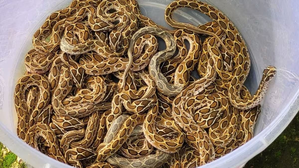रसेल वायपर - घोणस (Russell Viper Snake)- रसेल वायपर सापाला मराठीत घोणस म्हणतात याची पिल्ले नेहमीच शेतात, झाडाझुडुपात आणि ओलसर जागेत असतात. याचा रंग हलका तपकीरी असून पाठीवर गोल गोल डिझाईन असते. दिसायला हा साप जरी लहान असला तर याचे विष मरण देण्यास पुरसे असते. भारतात सर्पदंशाने होणाऱ्या मृत्यूत या सांपाचा नंबर वरचा आहे. या साप चावला तर शरीरात तीव्र वेदना, सूज आणि रक्त वाहते, रक्तात विष भिनल्यानंतर मृत्यू येतो.