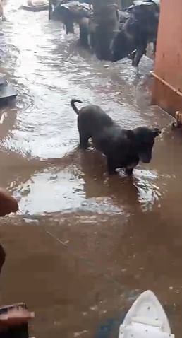 घरांचे आणि मालमत्तेचे नुकसान झाले आहे. या घटनेमुळे उत्तन परिसरातील नागरिक पुन्हा एकदा किनारपट्टीच्या सुरक्षिततेच्या प्रश्नाकडे लक्ष वेधू लागले आहेत.