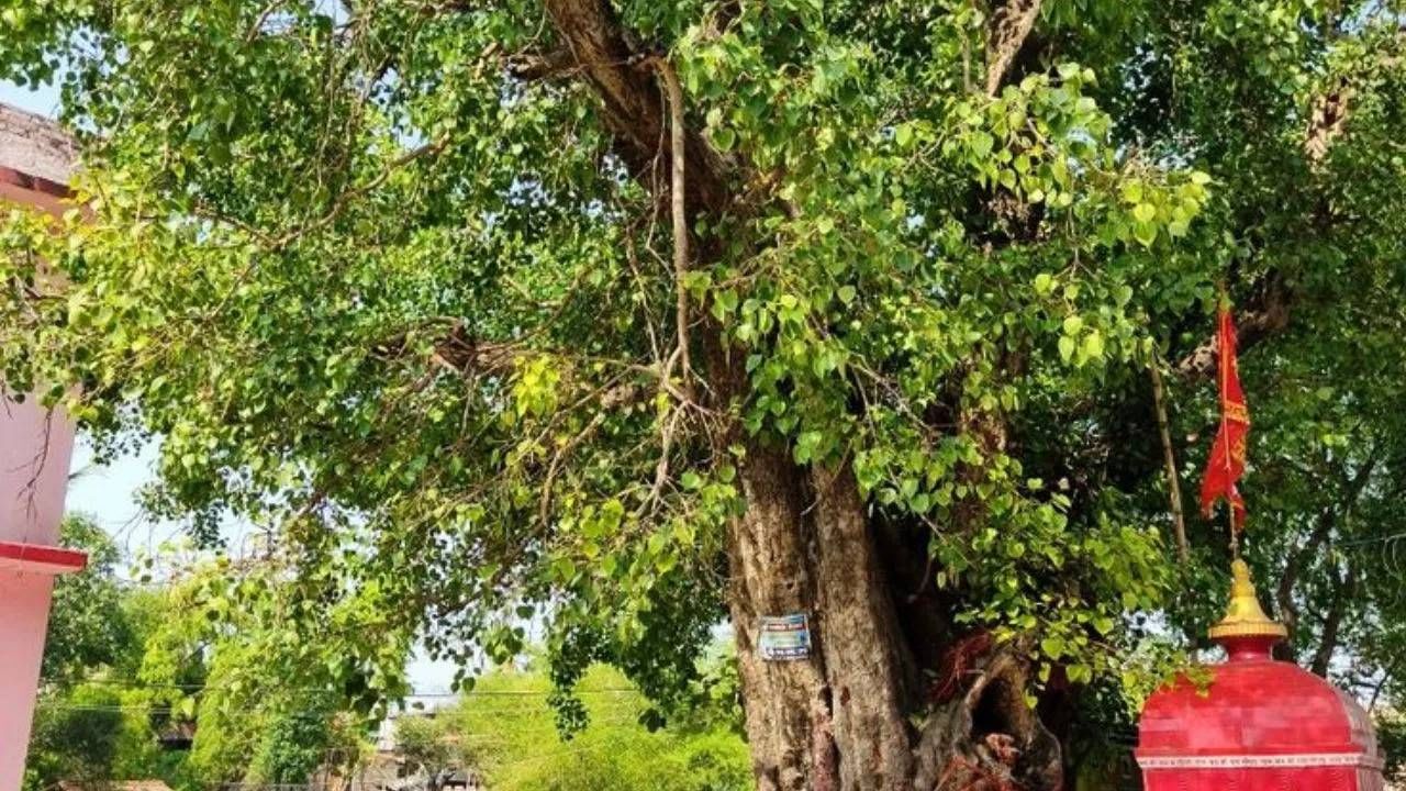 शनिवारी पिंपळाच्या झाडाची पूजा नक्की करा. पिंपळाच्या झाडाची पूजा केल्याने शनिदेवांचा आशीर्वाद मिळतो. शनिवारी सकाळी पिंपळ वृक्षाला जल अर्पण करावं. तसेच संध्याकाळी पिंपळ वृक्षाजवळ दिवा लावावा. 