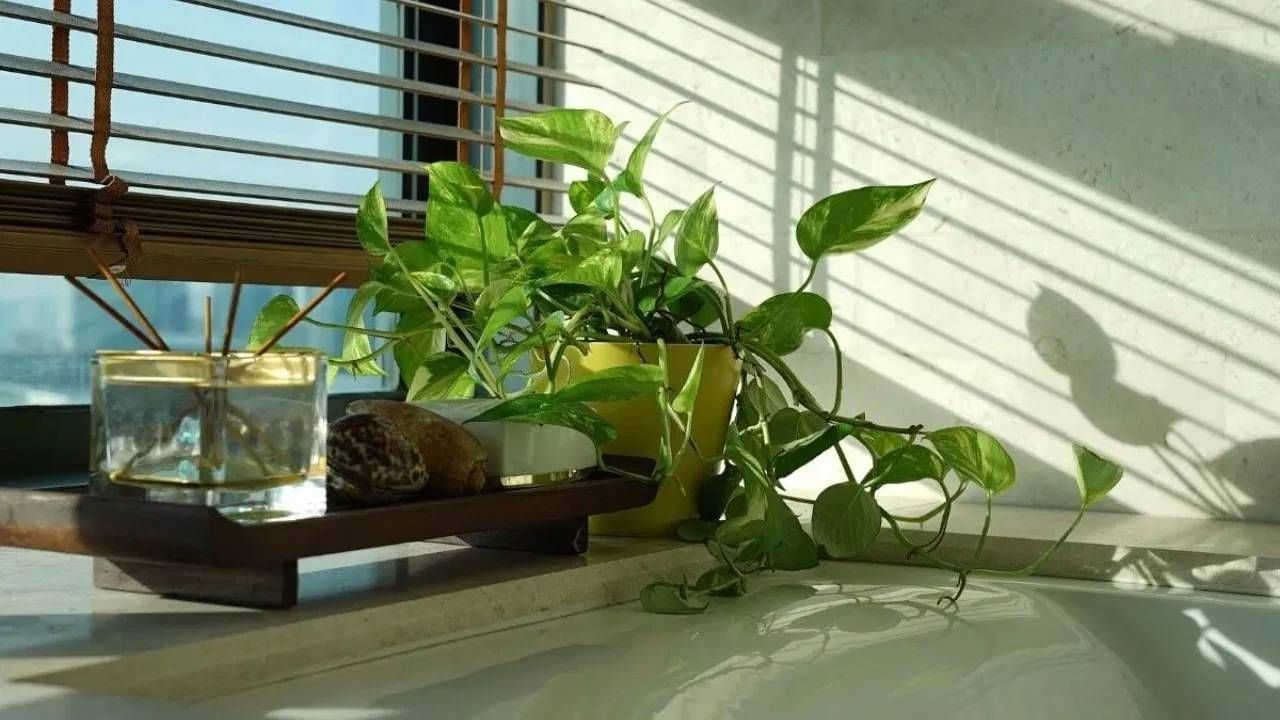 घरातील कोणत्या दिशेला सिंदरचे रोप लावणे ठरते फायदेशीर?