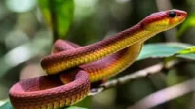 हे काळे दाणे आहेत सापाचा सर्वात मोठे शत्रू; घरात ठेवा, साप परिसरात सुद्धा फिरकणार नाही