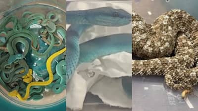 एअरपोर्टवर एक बॅग उघडताच त्यात 47 विषारी साप; सुरक्षा रक्षकही हादरले