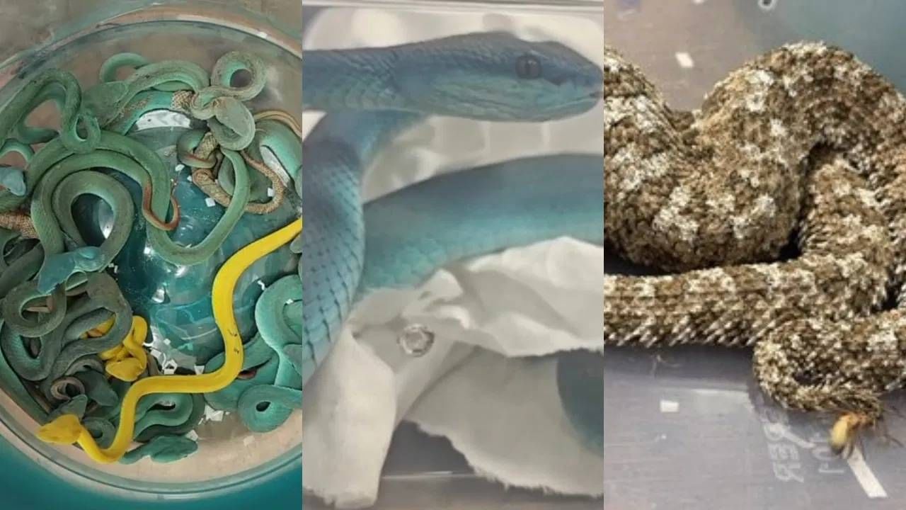 एअरपोर्टवर एक बॅग उघडताच त्यात 47 विषारी साप; सुरक्षा रक्षकही हादरले