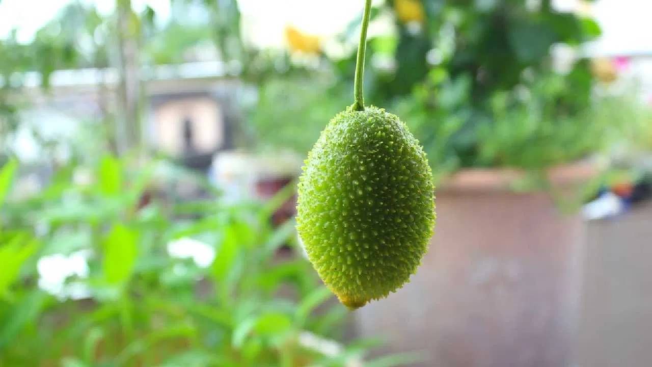 आयुर्वेदाचार्य आणि एक्यूप्रेशर तज्ज्ञांच्या मते, ही भाजी केवळ चवदारच नाही तर शरीरासाठीही खूप फायदेशीर आहे. कंटुर्ली ही एक पारंपरिक भाजी आहे, जी पूर्वी गावांमध्ये खूप खाल्ली जायची. ही भाजी कमी तेलात परतून, भरवण करून किंवा मसालेदार रस्सा बनवून खाल्ली जाते. याची खासियत अशी आहे की, ती हलकी असते आणि पोटाला थंडावा देते.