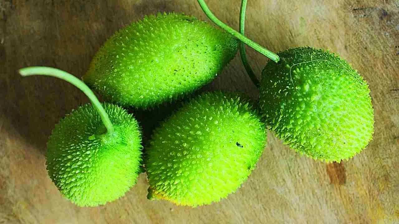 जर कोणी व्यक्ती वजन कमी करण्याचा प्रयत्न करत असेल, तर ही भाजी त्याच्यासाठी खूप उपयुक्त ठरू शकते. यात कॅलरी कमी आणि फायबर जास्त असते, ज्यामुळे पोट जास्त वेळ भरलेले राहते आणि वारंवार भूक लागत नाही.