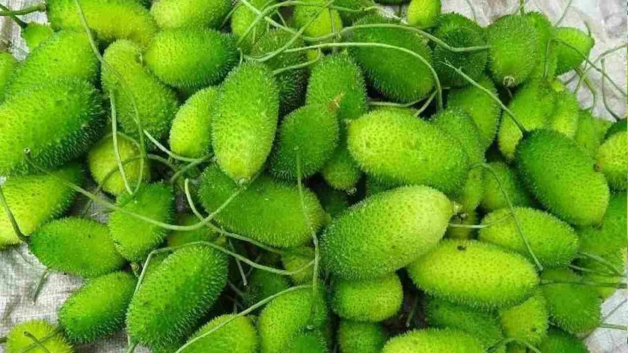 कंटुर्ली मुख्यतः दोन प्रकारची असते - एक हलकी गोड आणि दुसरी हलकी कडवट. असे म्हणतात की कडवट प्रकारची भाजी चवीला आणखी चांगली असते, पण ती बाजारात कमी मिळते. या दोन्ही प्रकारच्या भाज्या आयुर्वेदात उपयुक्त मानल्या जातात आणि त्यांचे सेवन शरीराला उष्णतेपासून आराम देते.