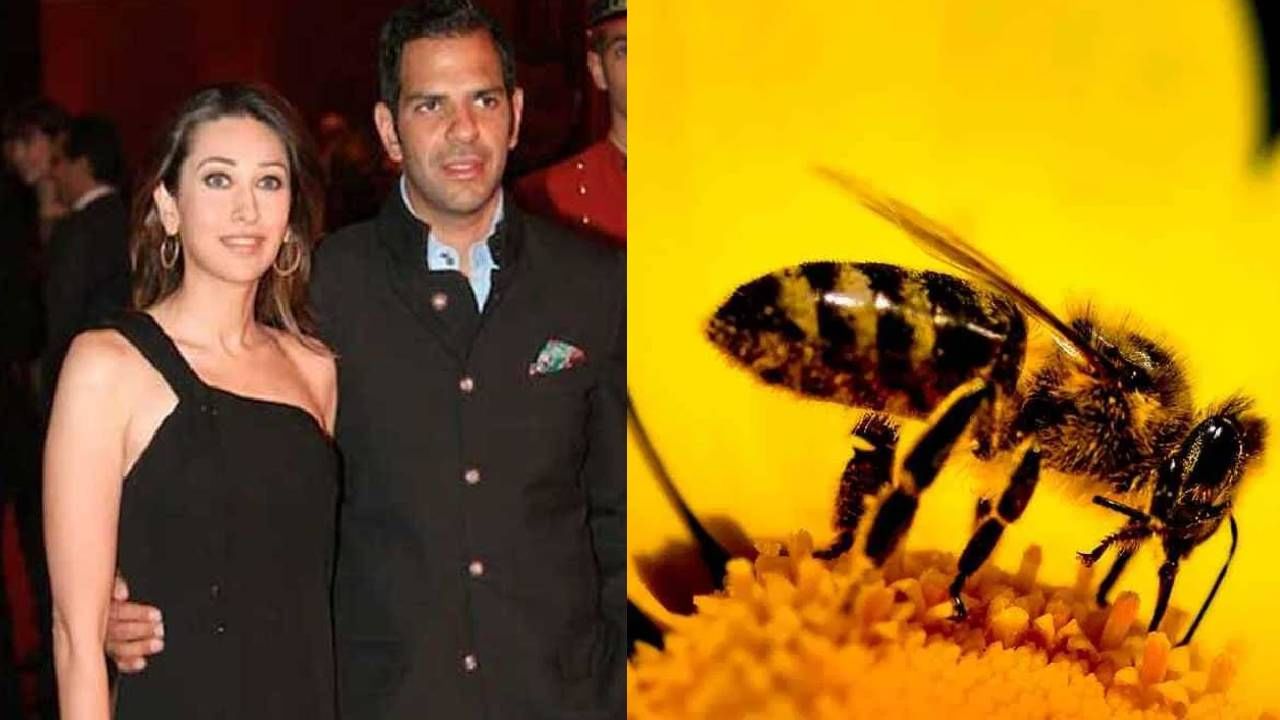 तोंडात मधमाशी गेल्याने करिश्माच्या पूर्व पतीचं निधन; घशात माशी किंवा मच्छर गेल्यावर लगेच करावेत हे उपाय