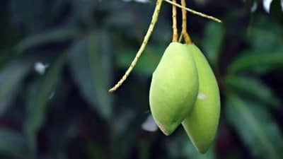 तोतापुरी आंबा का ठरला प्रचंड लोकप्रिय? जाणून घ्या नावामागचं कारण