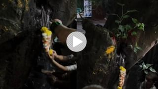 माऊंट एव्हरेस्टजवळ सापडतायत किंग कोब्रा? दीड महिन्यात सापडले 10 साप, ग्लोबल वार्मिंग की आणखी काय ?