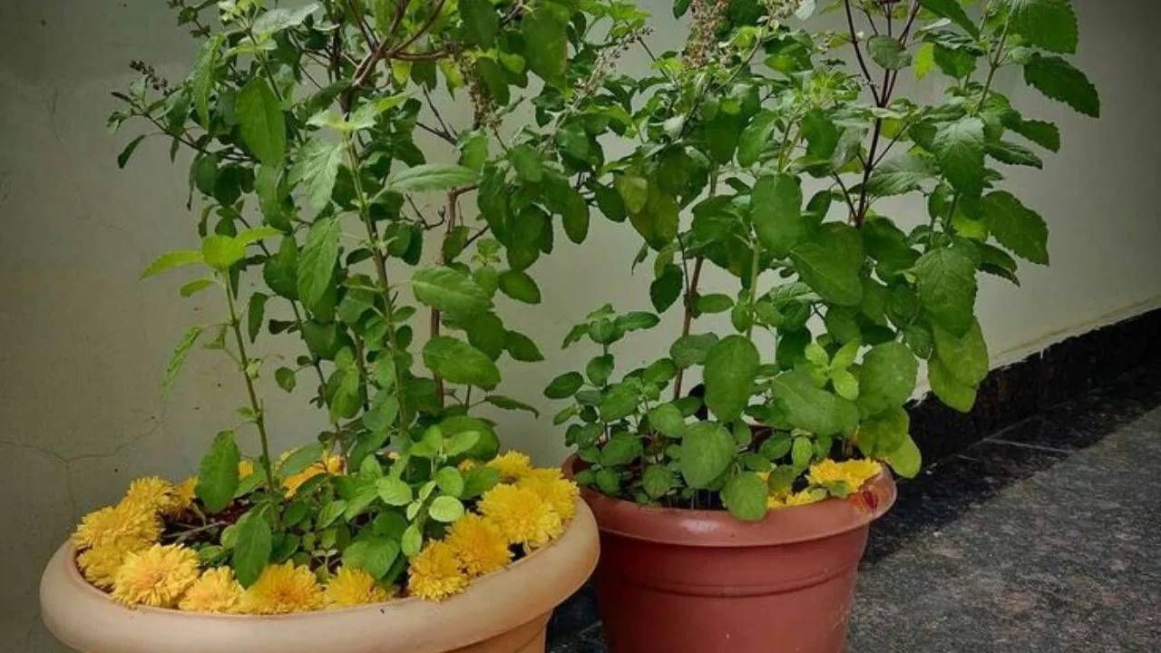 तुळशीत औषधीय गुणधर्मदेखील आहेत. आयुर्वेदात तूळस ही अमृततुल्य मानली गेली आहे. घरात तुळशीचं रोप असेल वातावरण शुद्ध राहतं. तुळशीचं पान खाल्ल्याने अनेक आजार दूर होण्यात मदत होते. (सर्व फोटो- टीव्ही 9 नेटवर्क) 