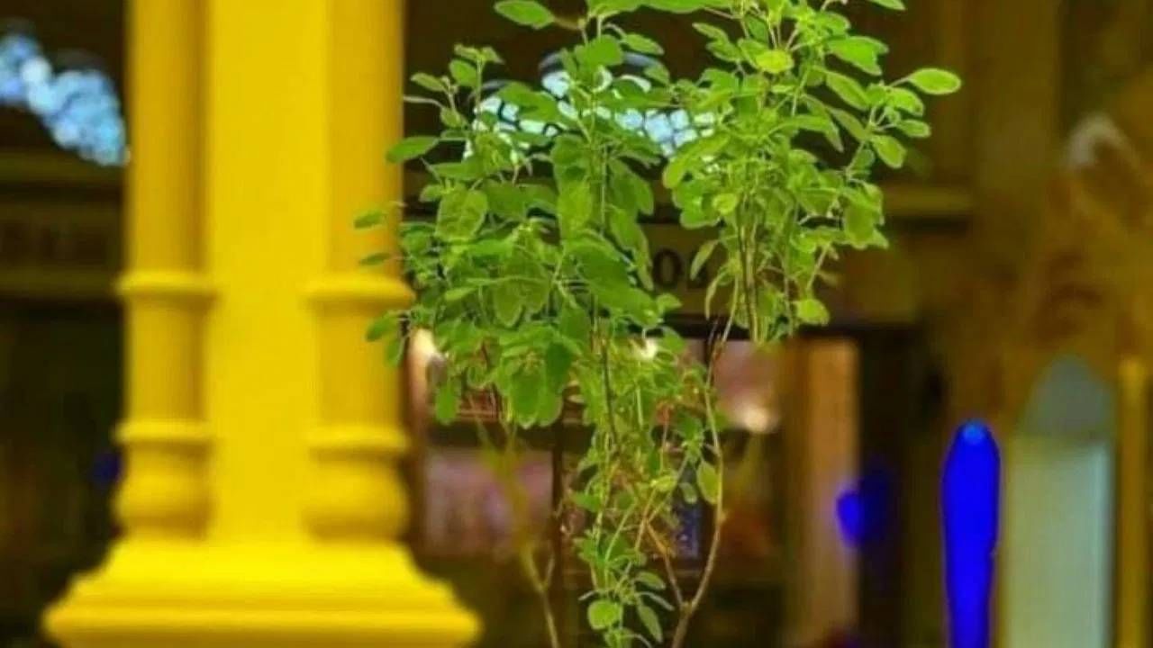 तुळशीचं रोप वास्तुदोष आणि पितृदोष दूर करण्यास मदत करते. अशुभ ग्रहांचा दोष कमी करण्यास मदते करते. मंगळ दोष आणि वास्तुदोषही दूर करते. 