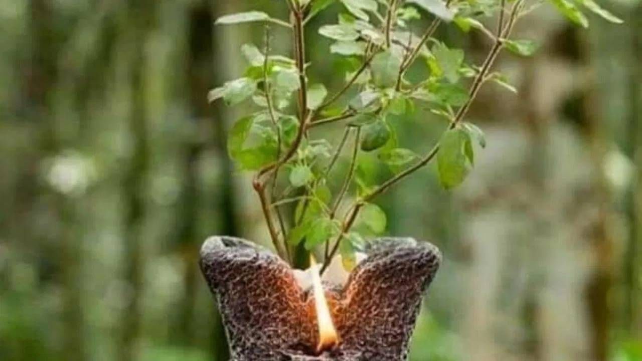 पुराणानुसार, अंगणात तुळशीचं रोप लावल्याने आणि त्याची देखभाल केल्याने व्यक्तीच्या पूर्व जन्मातील पापं नष्ट होतात. तसेच मोक्षप्राप्तीचं माध्यम ठरतं असं मानलं जातं. 