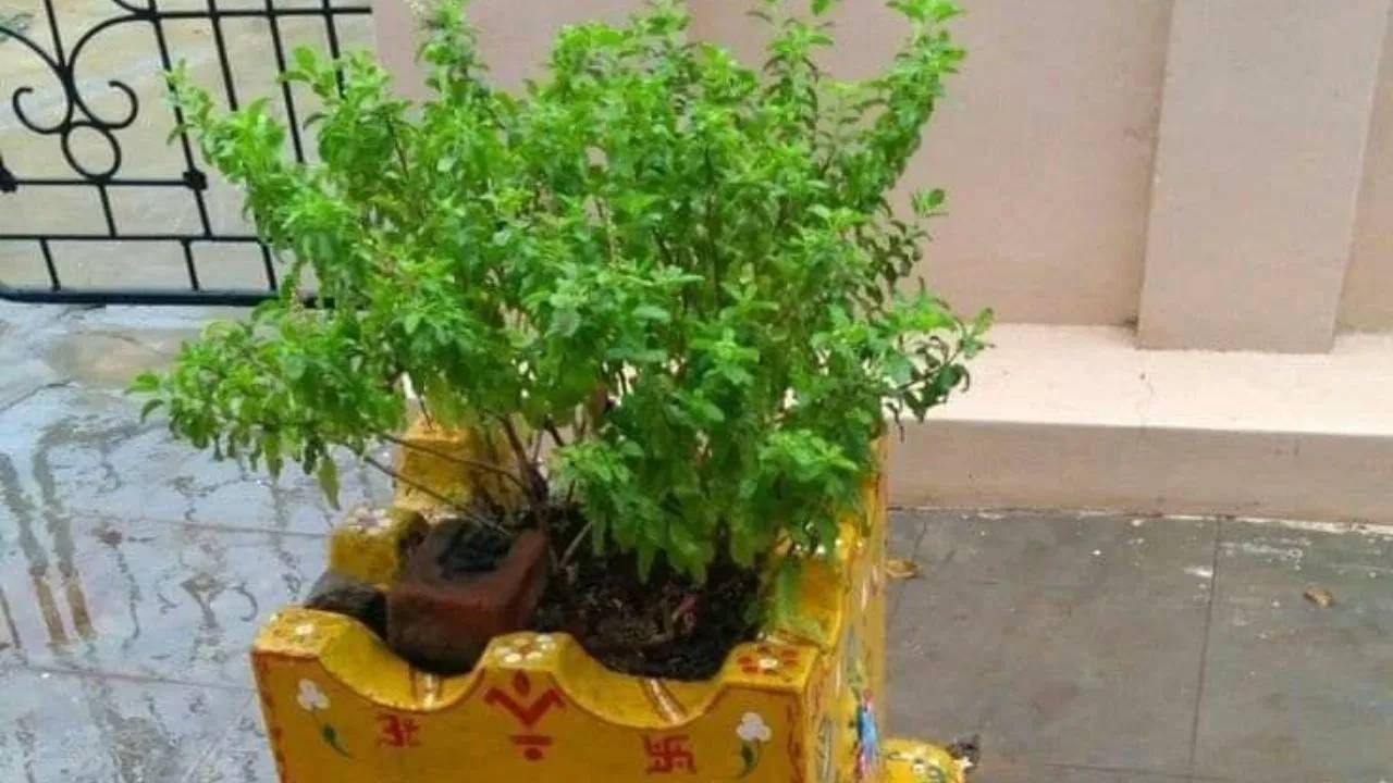 वास्तुशास्त्रानुसार, तुळशीचं रोप सकारात्मक उर्जेचं स्रोत मानलं जातं. अंगणात तुळशीचं रोप असेल तर नकारात्मक ऊर्जा दूर होते. तसेच घरात सकारात्मक उर्जेचा संचार होतो. घरातील वातावरण शुद्ध आणि शांत राहतं. 