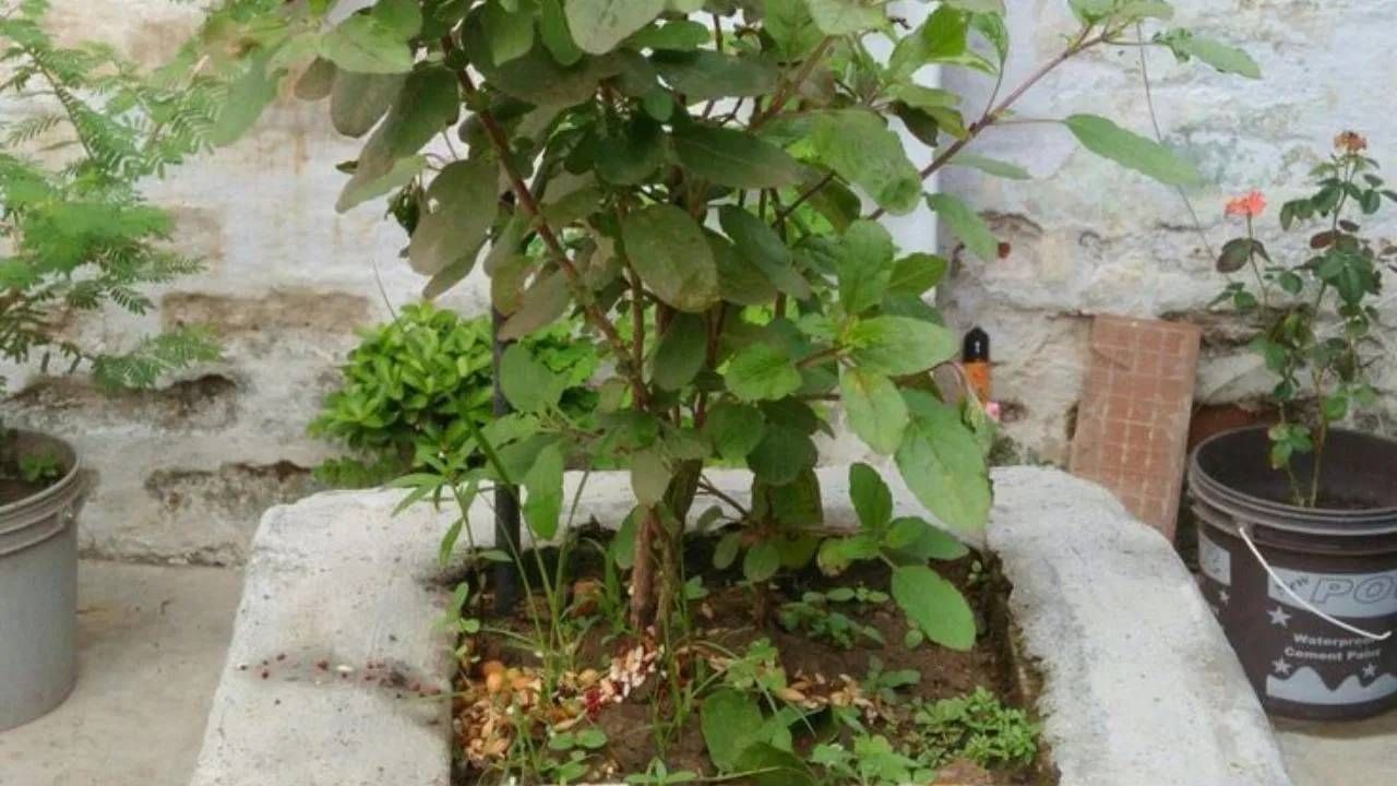 भगवान विष्णुंना तुळस खूपच प्रिय आहे. त्यामुळे हरिप्रियाही संबोधलं जातं. भगवान विष्णुंना तुळशीपत्राशिवाय नैवेद्य पोहोचत नाही. ज्या घरात तुळस तिथे भगवान विष्णुंचा वास असतो.