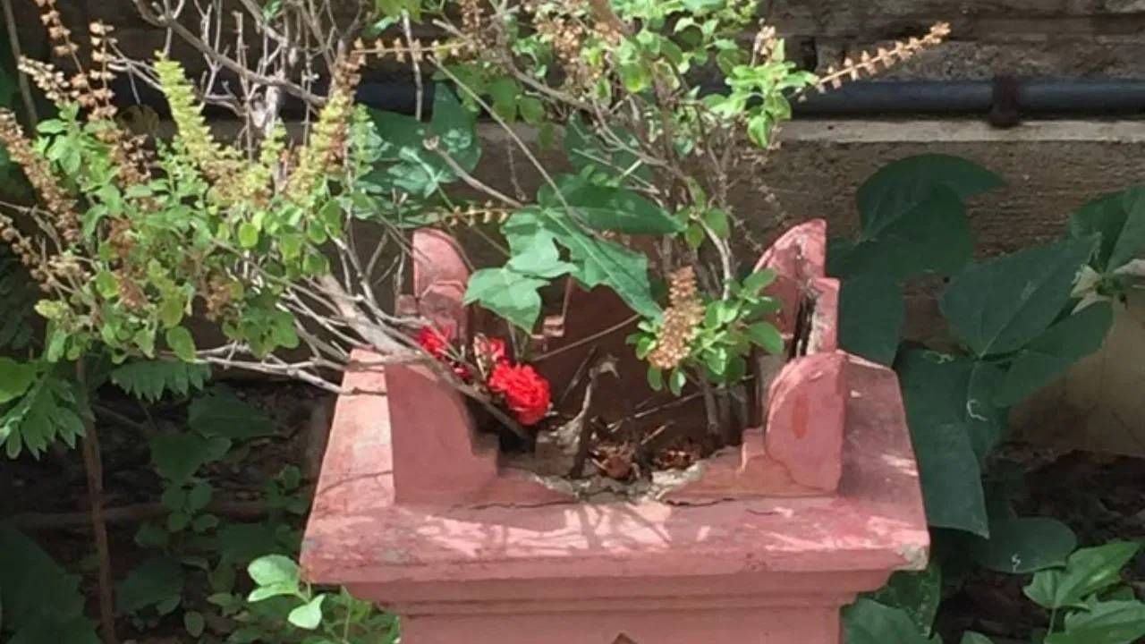 तुळशीला देवी लक्ष्मीचं स्वरुप मानलं गेलं आहे. देवी लक्ष्मी ही धनदेवता आहे. त्यामुळे घरात आर्थिक सुबत्ता यावी यासाठी तुळशीचं रोप लावलं जातं. इतकंच काय तर त्याची नियमित पूज केली जाते. कारण यात देवी लक्ष्मी वास करते. यामुळे घरात सुख समृद्धी येते. 