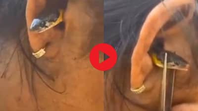 Video: रात्री महिला झोपेत असतानाच साप घुसला कानात, त्यानंतर जे झालं त्याने... अंगावर काटा आणणारी घटना