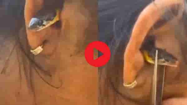 Video: रात्री महिला झोपेत असतानाच साप घुसला कानात, त्यानंतर जे झालं त्याने... अंगावर काटा आणणारी घटना
