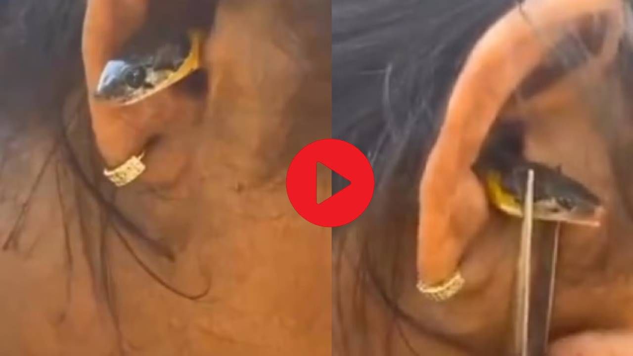 Video: रात्री महिला झोपेत असतानाच साप घुसला कानात, त्यानंतर जे झालं त्याने... अंगावर काटा आणणारी घटना