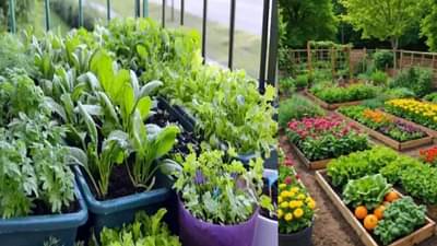 घरीच ‘या’ 7 भाज्या उगवा, टोमॅटो, कारले आणि मुळ्यासह किचन गार्डन हिरवंगार बनवा