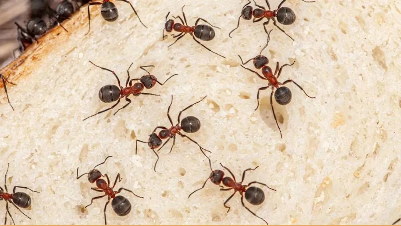 लाल मुंग्या व्हिनेगर अजिबात सहन करू शकत नाहीत. एक भाग पांढरा व्हिनेगर आणि एक भाग पाणी मिसळून स्प्रे बाटलीत भरा. मुंग्या दिसतील तिथे स्प्रे करा. व्हिनेगरचा तीव्र वास मुंग्यांना दूर करेल.