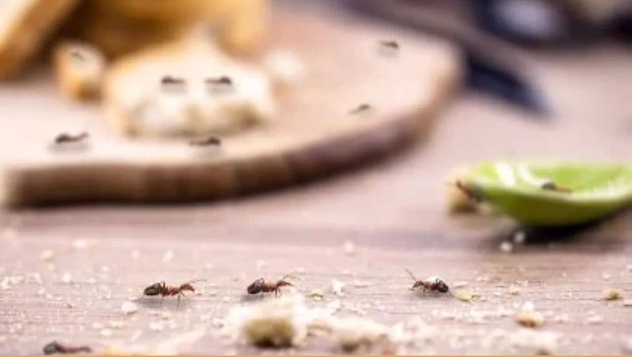 जेवणात वापरले जाणारे मीठ देखील लाल मुंग्यांसाठी खूप धोकादायक असते. मुंग्या जिथे येतात तिथे पाण्यात मीठ घालून तुम्ही फरशी देखील स्वच्छ करू शकता.