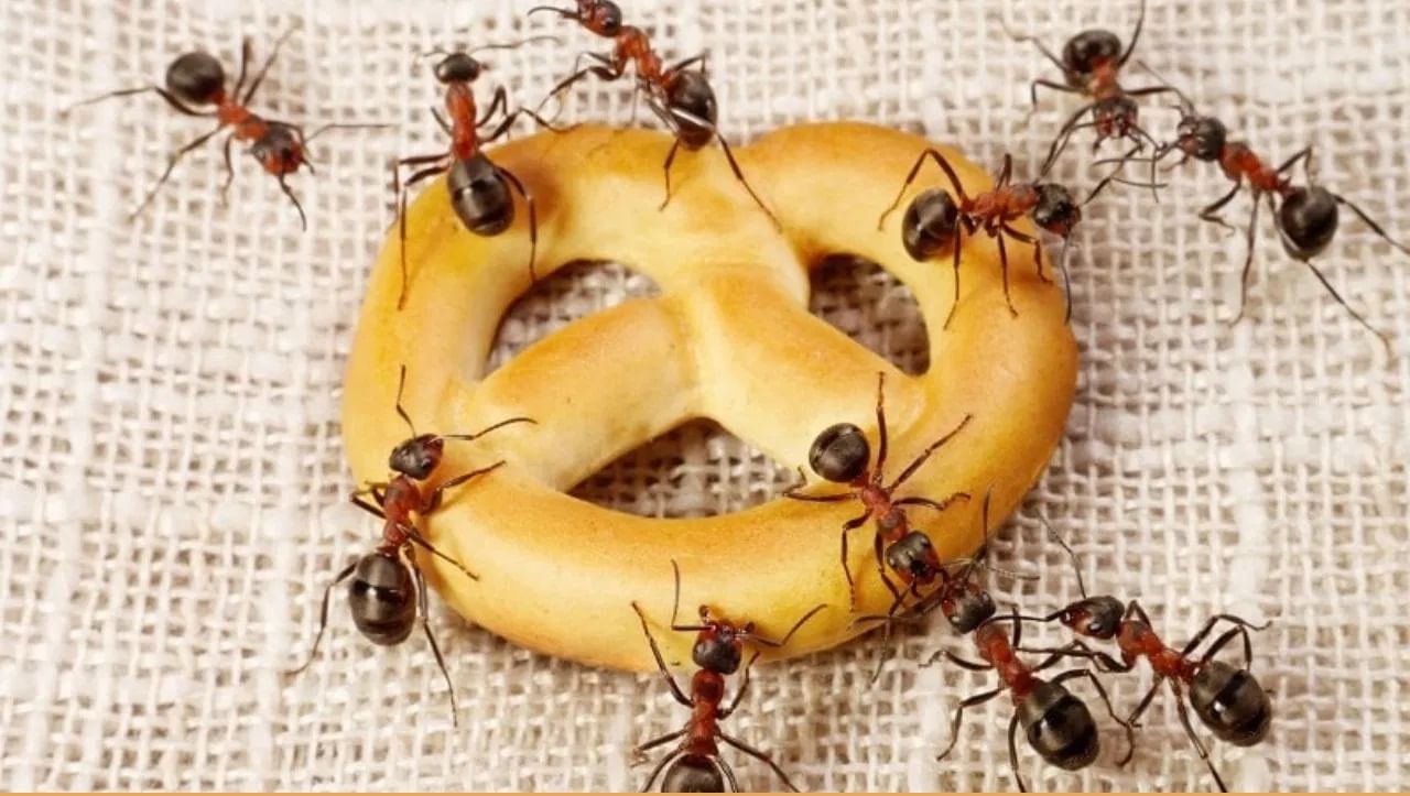 संत्र्याच्या किंवा लिंबाच्या सालीमध्ये आढळणारे लिंबूवर्गीय घटक मुंग्यांसाठी विषारी असतात. साले बारीक करून पेस्ट बनवा आणि मुंग्यांच्या पायथ्याशी लावा किंवा पाण्यात मिसळून फवारणी करा.  